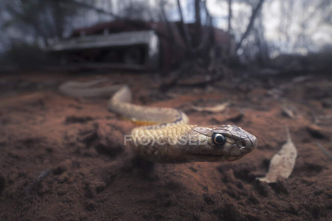 Serpiente marrón con hocico de correa (Pseudonaja aspidorhyncha), Australia - foto de stock
