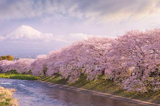 Kirschblütenbäume entlang eines Flusses mit dem Fuji in der Ferne, Honshu, Japan — Stockfoto