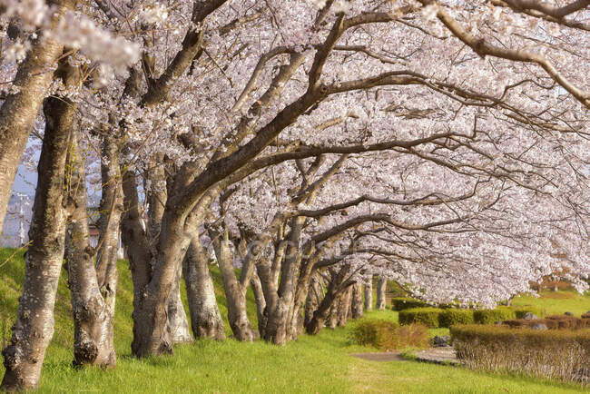 Квітучі дерева в парку Хіросакі (Тохоку, Гонсю, Японія). — стокове фото