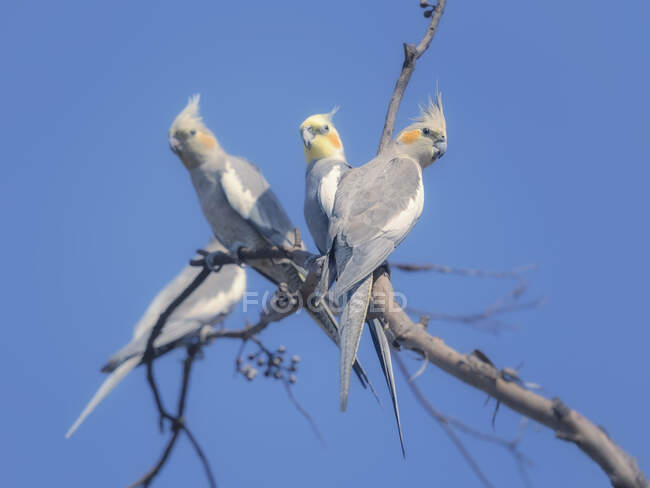 Four cockatiels perched in a tree, Australia — Stock Photo