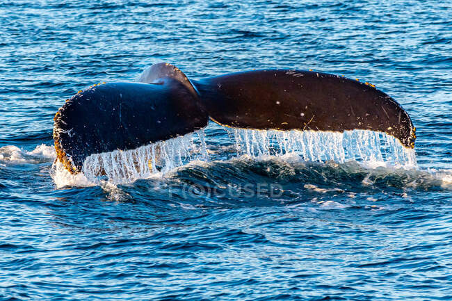 Крупный план горбатого китового хвоста в океане, Аляска, США — стоковое фото