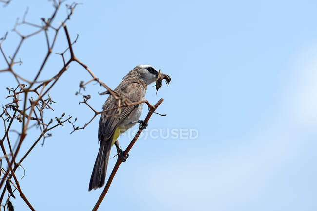 Yellow-Vented Bulbul standing in a tree carrying dead insect, Indonesia — Stock Photo