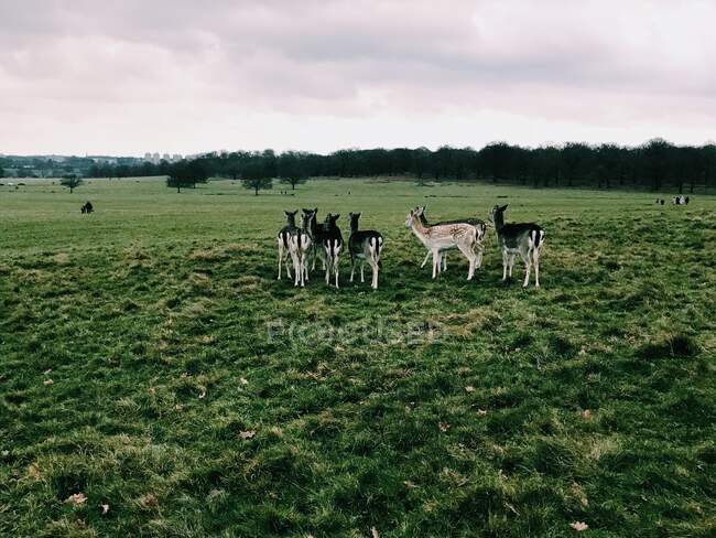 Стадо оленей в парке Ричмонд, Ричмонд-апон-Тэймс, Лондон, Англия, Великобритания — стоковое фото
