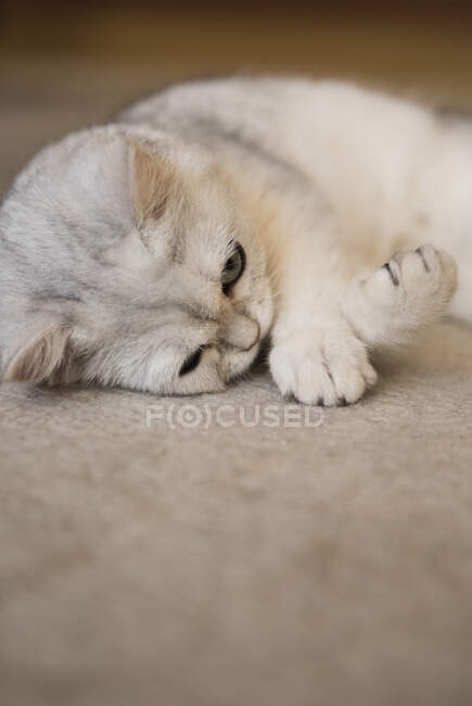 Крупный план пушистого белого котенка, лежащего на полу — стоковое фото