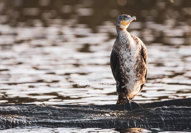 Retrato de un pájaro de pie junto a un río, Londres, Inglaterra, Reino Unido - foto de stock