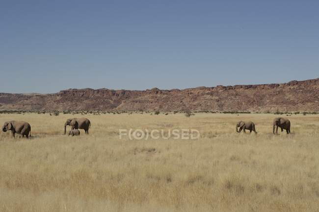 Cinq éléphants marchant dans la brousse, désert de Namib, Namibie — Photo de stock