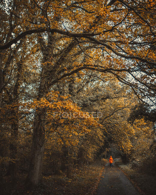 Mujer caminando por el bosque, Bramshill, Hampshire, Inglaterra, Reino Unido - foto de stock
