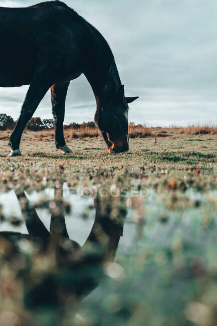 Pastoreo de caballos en un campo, Swallowfield, Berkshire, Inglaterra, Reino Unido - foto de stock