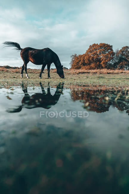 Cavalo pastando em um campo, Swallowfield, Berkshire, Inglaterra, Reino Unido — Fotografia de Stock