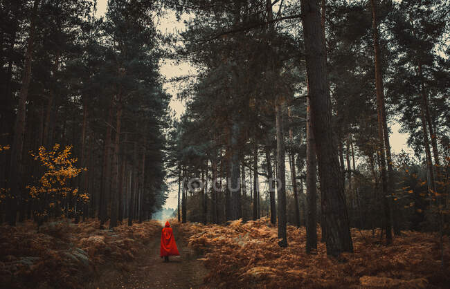 Вид сзади на женщину в плаще, идущую через лес, Брамшилл, Хэмпшир, Англия, Великобритания — стоковое фото