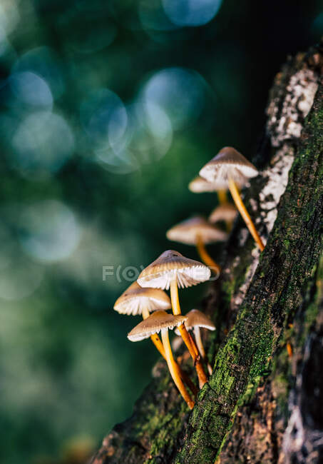 Close-up of wild Mushrooms growing on tree, England, UK — Stock Photo