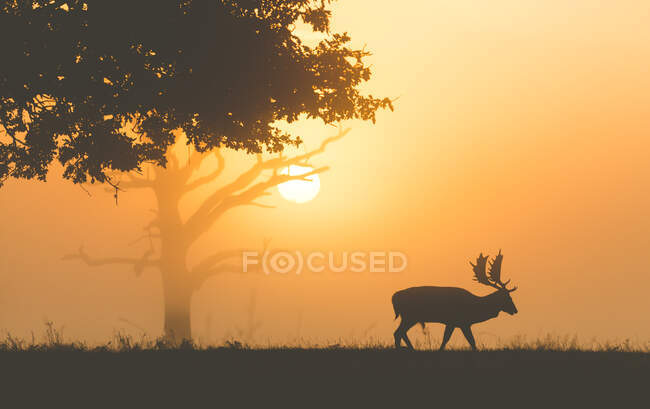 Silhouette eines Hirsches bei Sonnenuntergang, Bushy Park, Richmond-upon-Thames, London, England, Großbritannien — Stockfoto