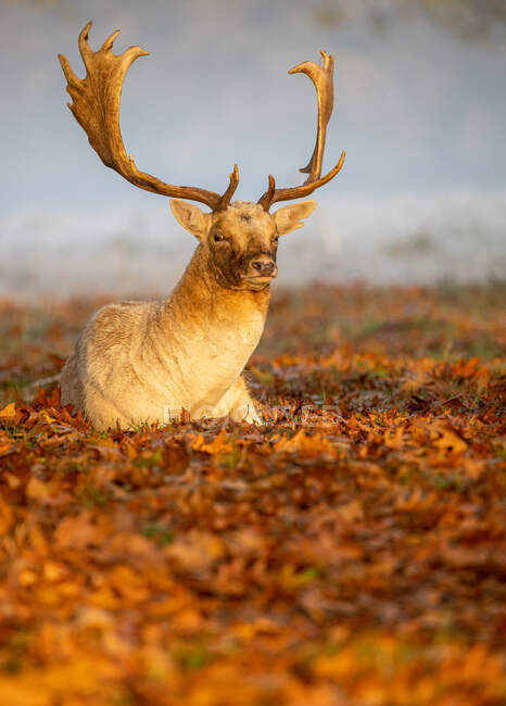 Stag lying in autumn leaves in Bushy Park, Richmond-upon-Thames, London, UK — Stock Photo