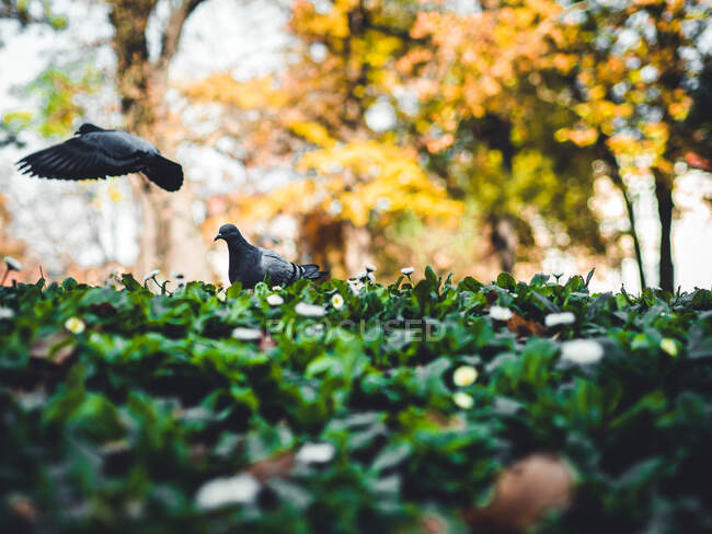 Primer plano de dos palomas en un jardín, Sofía, Bulgaria - foto de stock