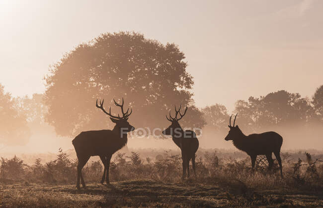 Três veados na névoa, Windsor Great Park, Windsor, Berkshire, Inglaterra, Reino Unido — Fotografia de Stock