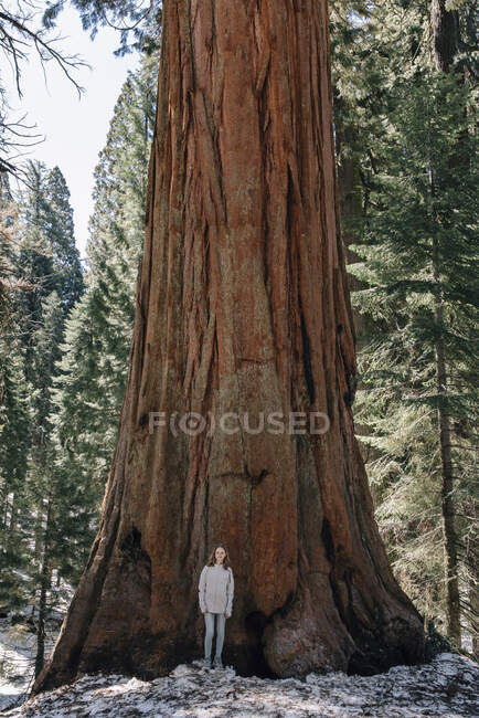 Menina em pé na frente de uma árvore Sequoia, Parque Nacional Sequoia, Califórnia, EUA — Fotografia de Stock