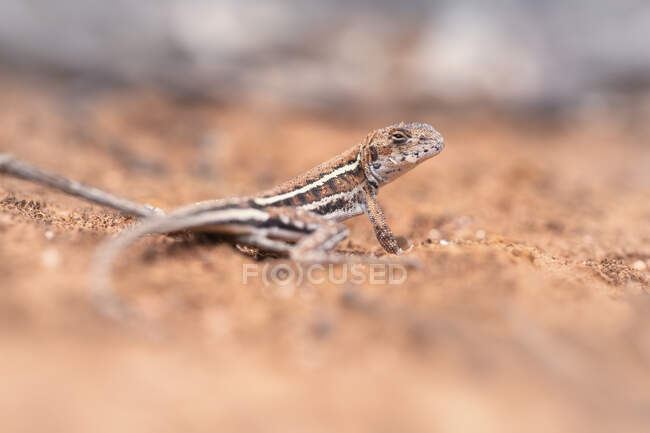 Portrait of a Mallee dragon in the outback, Australia — Stock Photo