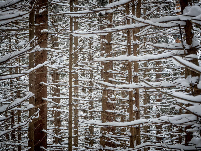 Gros plan d'arbres dans une forêt, Bulgarie — Photo de stock