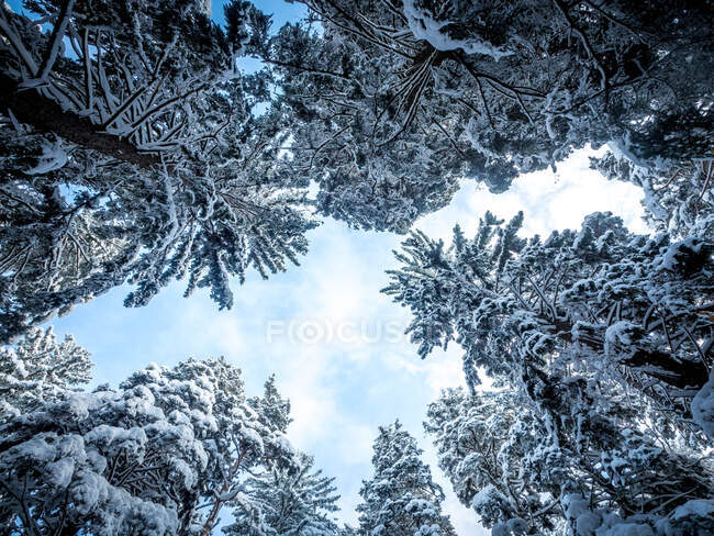 Низький кут огляду дерев у лісі (Болгарія). — стокове фото