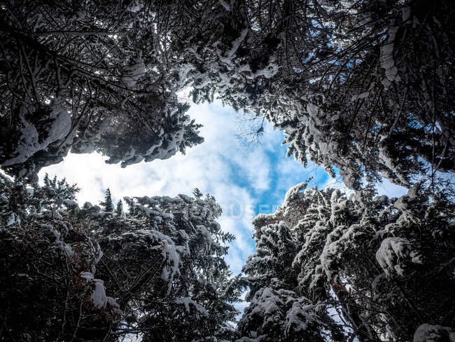Низкий угол обзора деревьев в лесу, Болгария — стоковое фото