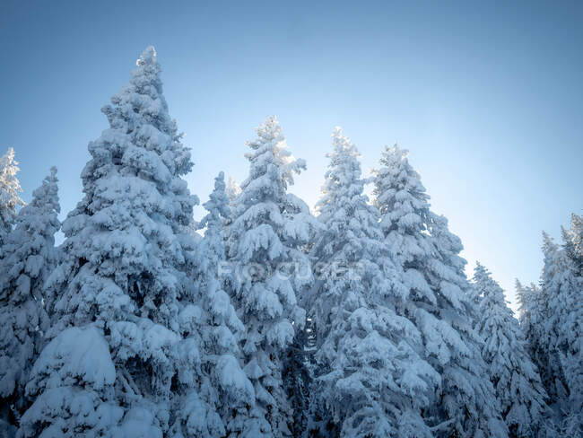 Snowy mountain landscape, Bulgaria — Stock Photo