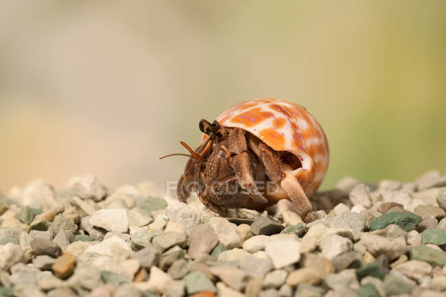 Close-up of a hermit crab on beach, Indonesia — Stock Photo