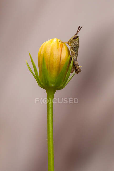 Grasshopper on the flower bud, Indonesia — стокове фото