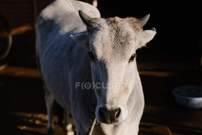 Retrato de una vaca, Jaipur, India - foto de stock