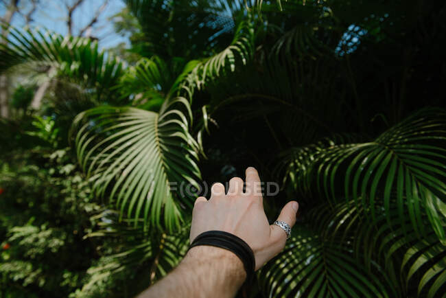 Main d'homme tendue vers un palmier, Mumbai, Maharashtra, Inde — Photo de stock