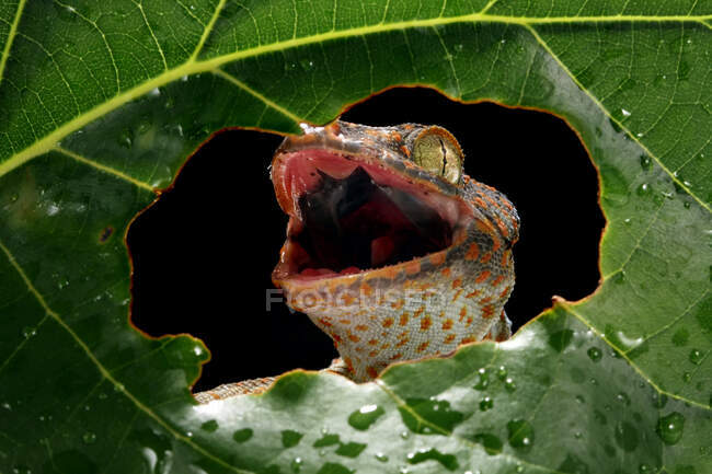Gecko tokay irritado olhando através de um buraco em uma folha, Indonésia — Fotografia de Stock