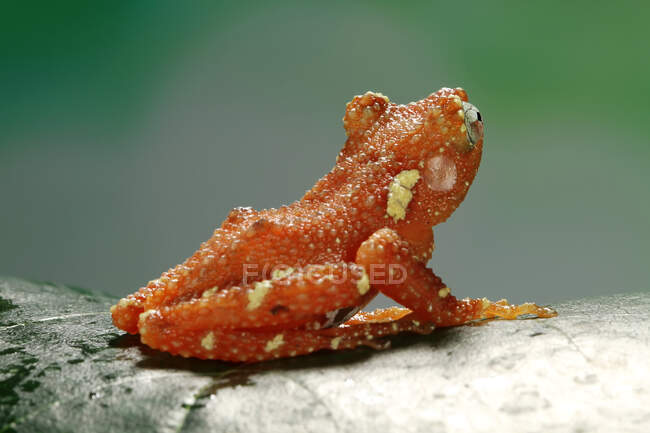 Жемчужная Лягушка на листе, Индонезия — стоковое фото