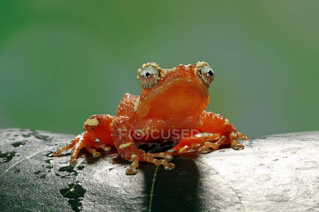 Pearly Tree Frog em uma folha, Indonésia — Fotografia de Stock