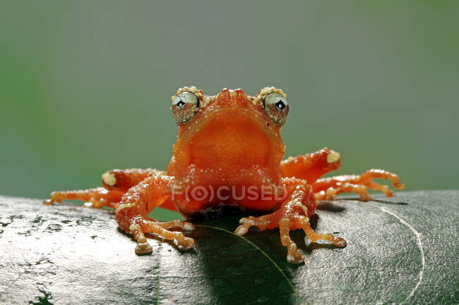 Pearly Tree Frog em uma folha, Indonésia — Fotografia de Stock