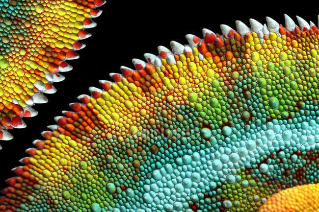 Close-up of a panther chameleon skin, Indonesia — Stock Photo