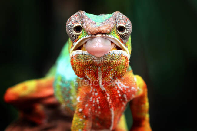 Panther chameleon ready to strike, Indonesia — Stock Photo