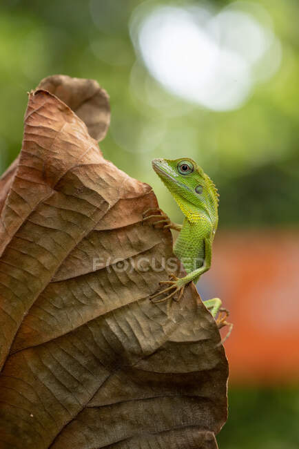 Лісова ящірка на сушеному листі (Індонезія). — стокове фото
