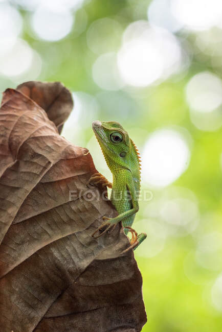 Lagarto da floresta de juba em uma folha seca, Indonésia — Fotografia de Stock