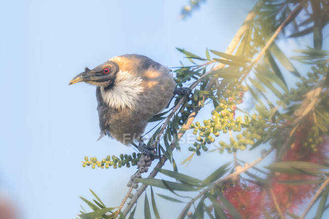Friarbird perched on flowering branch, Australia — Stock Photo