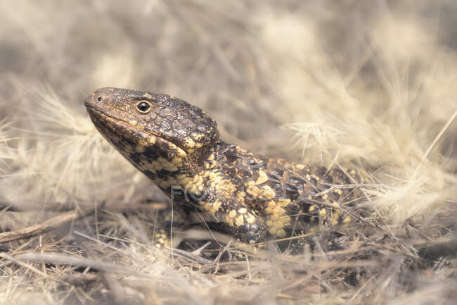 Ящірка - шинґлебек, що на необжитій території (Австралія). — стокове фото