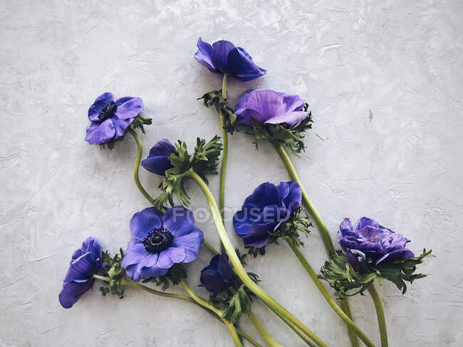 Flores de anêmona em um fundo cinza — Fotografia de Stock