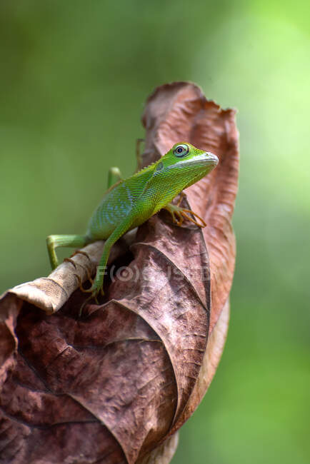 Maned forest lizard on a dried leaf, Indonesia — Stock Photo