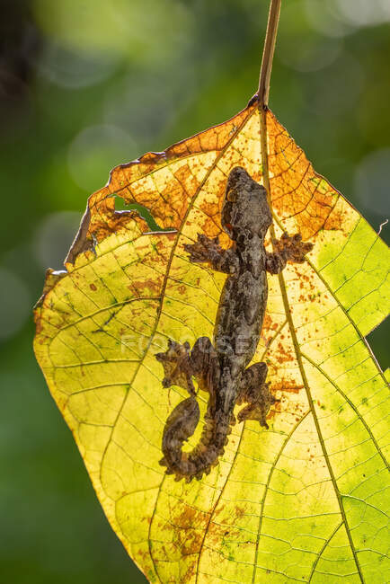 Visão aérea de um lagartixa voador em uma folha, Indonésia — Fotografia de Stock