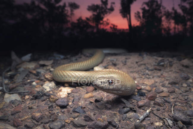 Pigmy mulga snake no outback ao entardecer, Austrália — Fotografia de Stock