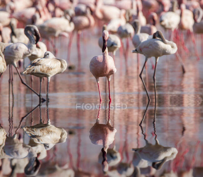 Колония фламинго в озере Накуру, Кения — стоковое фото
