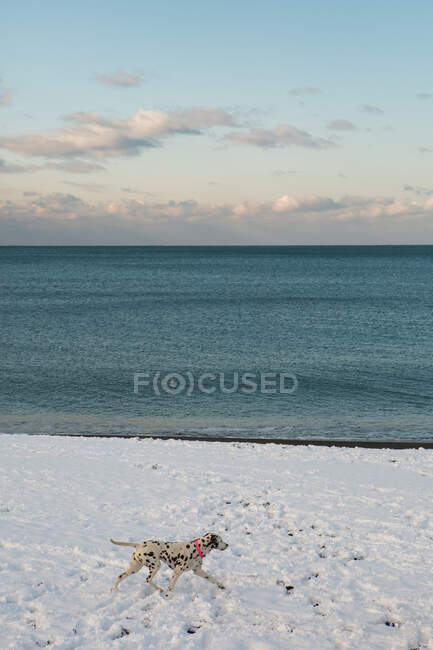 Далматинская собака бегает по снежному пляжу зимой, Италия — стоковое фото