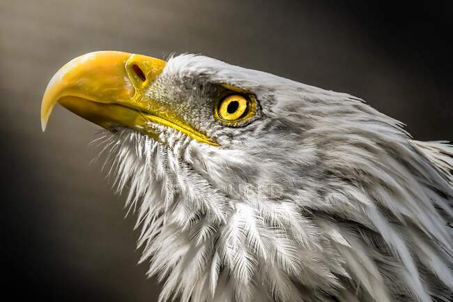 Retrato de uma Águia Careca, Canadá — Fotografia de Stock