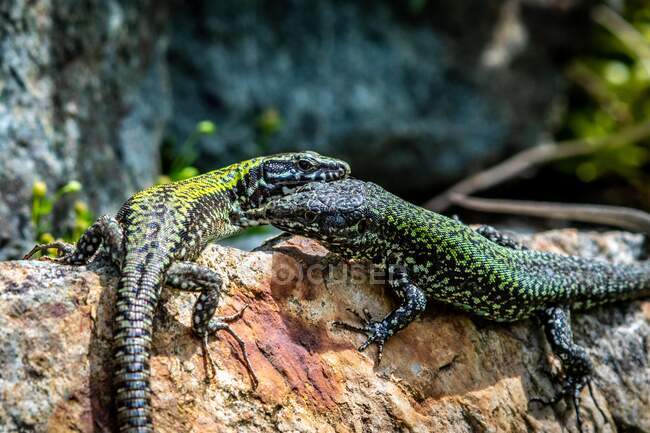 Dois lagartos gecko em uma rocha, Canadá — Fotografia de Stock
