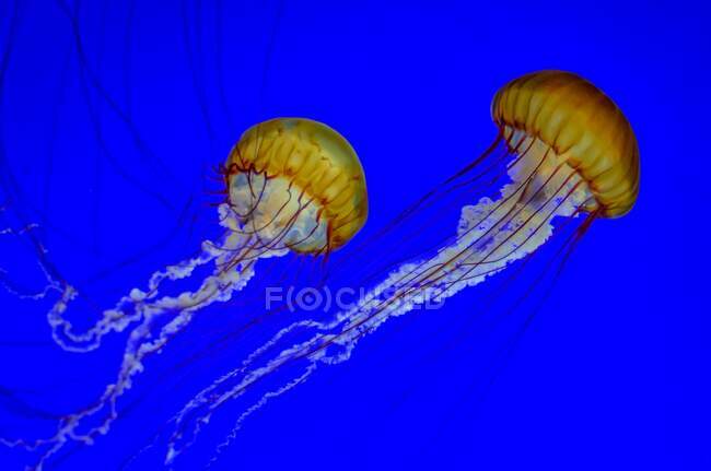 Primo piano di due meduse nell'Oceano Pacifico, Canada — Foto stock