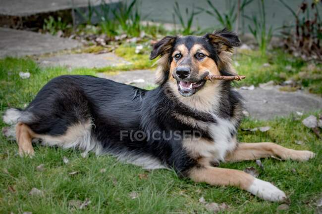 Porträt eines Australian Shepherd Hundes mit einem Stock im Mund — Stockfoto