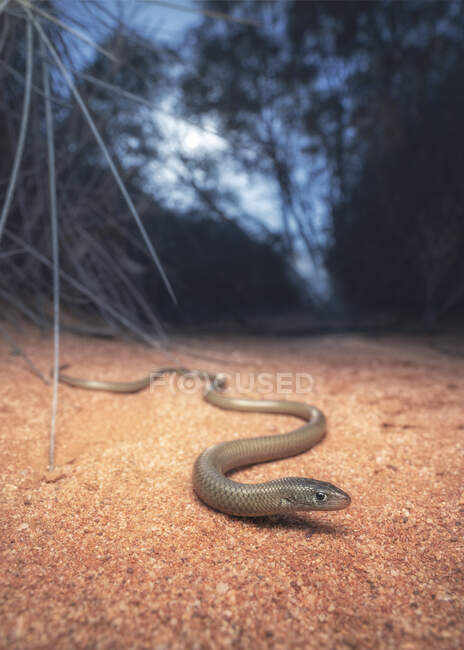 Lucertola senza zampe del maggiordomo nell'habitat desertico del Mallee, Australia — Foto stock